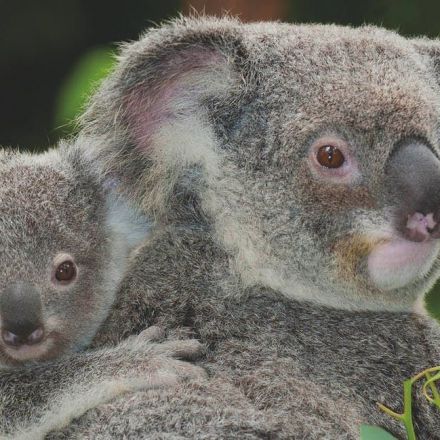 A creepy virus is forcing koalas to evolve before our eyes