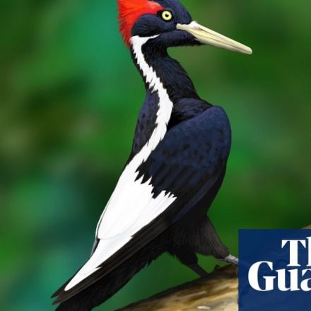 US to declare ivory-billed woodpecker and 22 more species extinct