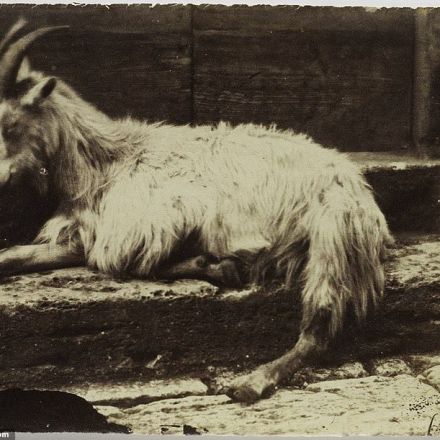 'Earliest ever photo of an animal' features in New York exhibition