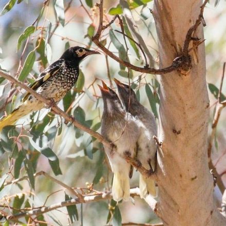 Regent honeyeaters are so rare that young birds aren't learning their own song