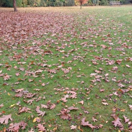 Why experts say you shouldn't bag your leaves this fall