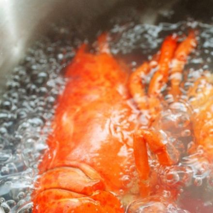 An Open Letter to People Who Boil Animals Alive