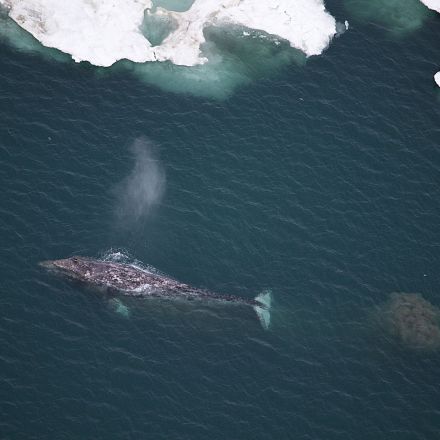 Something is killing gray whales. Is it a sign of oceans in peril?