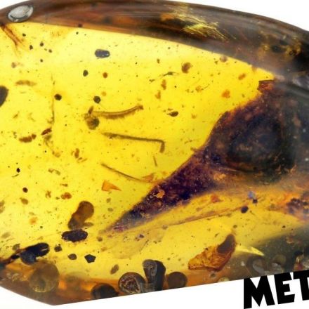 World's smallest dinosaur discovered entombed in amber