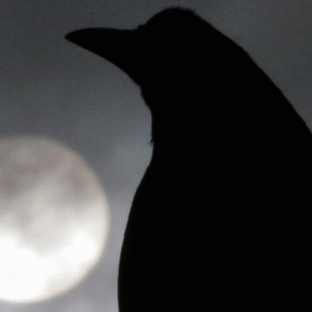 Crows possess higher intelligence long thought primarily human - STAT