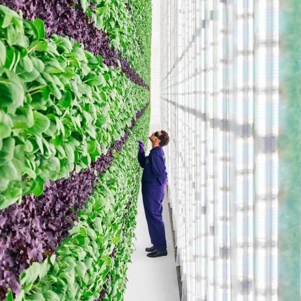 Walmart Just Invested Big in Vertical Farming