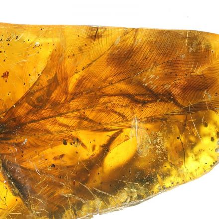 Bird caught in amber 100 million years ago is best ever found