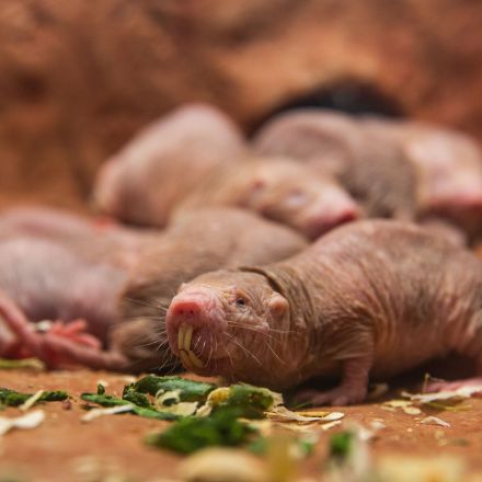 After Bloodbath, The National Zoo's Naked Mole-Rats Finally Choose Their Queen