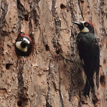 Male woodpeckers that share mates with brothers live longer lives