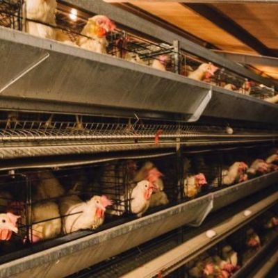 Cages are better for chickens than intensive free-range, farmers say