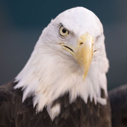 A wind energy company has pleaded guilty after killing at least 150 eagles