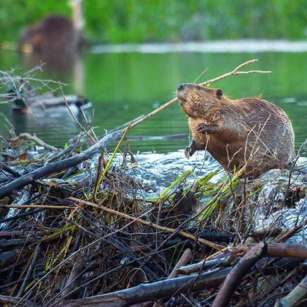 Beavers Could Help Protect U.S. Rivers from Climate Change, Study Finds