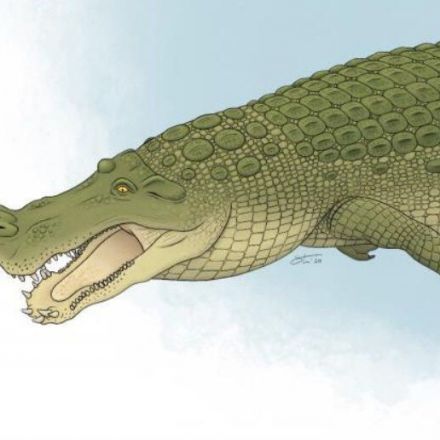 Ancient 'terror crocodiles' had teeth the size of bananas, ate everything in sight