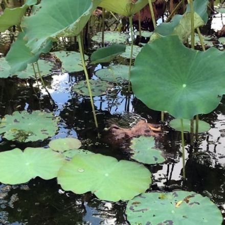 Rubber ‘leaves’ reveal the physics of the floating lotus