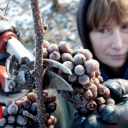 Warm winter ruins German ice wine harvest