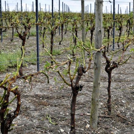 Eight million bottles' worth of Champagne grapes wiped out by freak hailstorms
