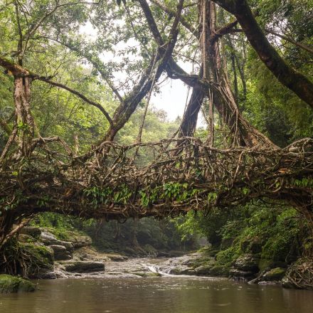 Living tree bridges in India stand strong for hundreds of years