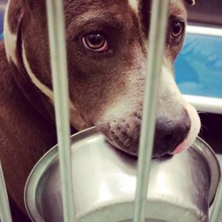 Shelter dog who loves his food bowl gets adopted after story goes viral