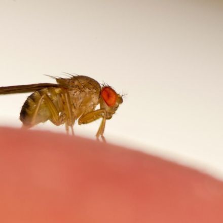 Scientists hack fly brains to make them remote controlled