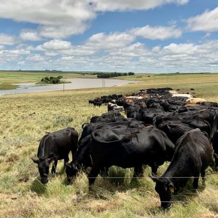 These farmers say their cows can solve the climate crisis
