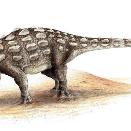 Scientists discover new dinosaur species with ‘bizarre’ spiky armour