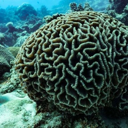 'Huge step': Tourist industry wakes up to reef's climate risks
