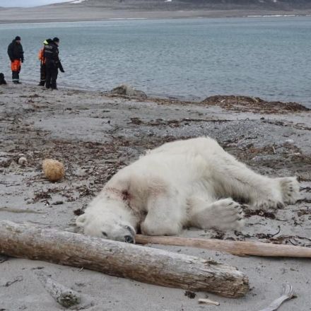 Cruise line faces backlash over shooting of polar bear