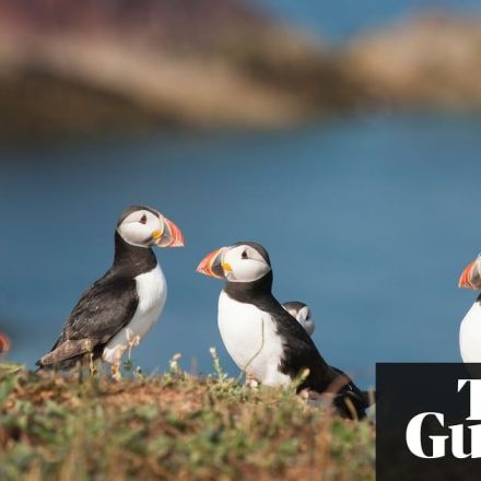 One in eight birds is threatened with extinction, global study finds