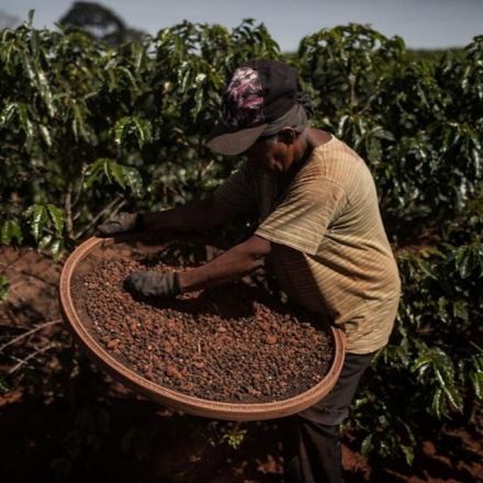 World’s Oranges, Coffee at Risk as Brazil Runs Out of Water