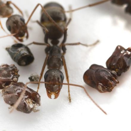 High-speed video solves how Florida ants furnish their nests with their enemies’ bodies