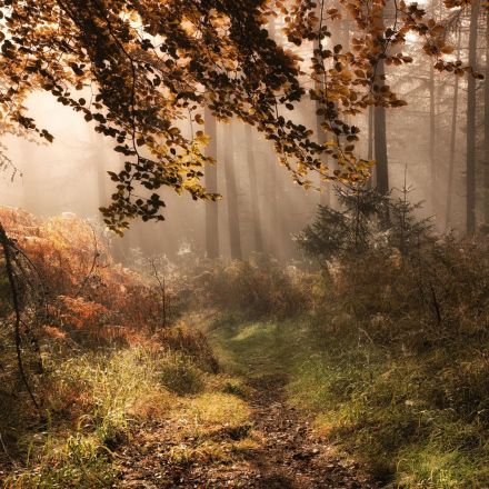 Suffering From Nature Deficit Disorder? Try Forest Bathing