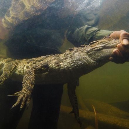 They’re one of Earth’s rarest reptiles. But these crocodiles are bouncing back.