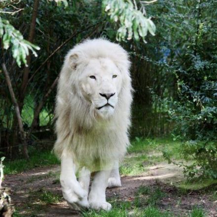 The white lion is about to disappear from our world.