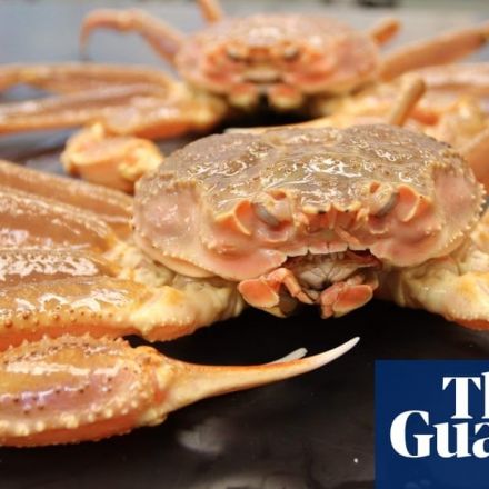 Billions of Alaska snow crabs likely vanished due to warm ocean, study says