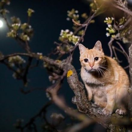 Cats Kill a Staggering Number of Species across the World