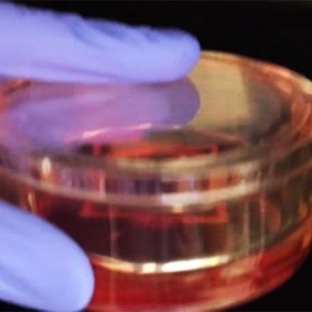 Fully Functioning Artificial Human Heart Muscle Developed