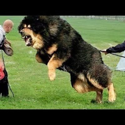 Top 10 Most Powerful Dogs In The World