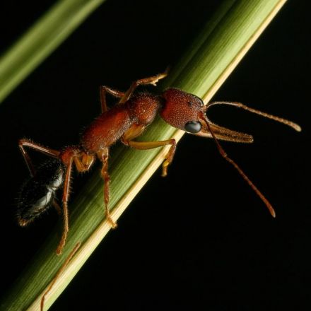 The Incredible Shrinking And Growing Brains Of Indian Jumping Ants