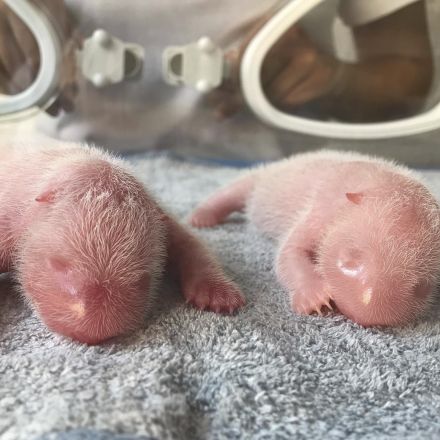 Panda twins born in China as species struggles for survival