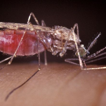 What If A Drug Could Make Your Blood Deadly To Mosquitoes?