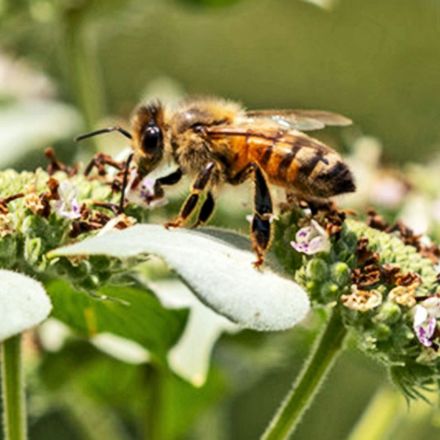 Insecticides have gotten way more toxic to honey bees