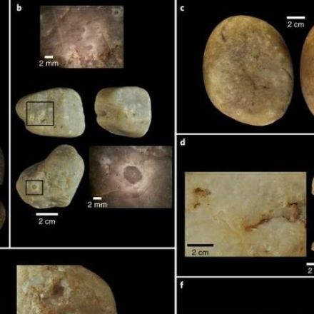 Evidence of capuchin monkeys using tools 3000 years ago