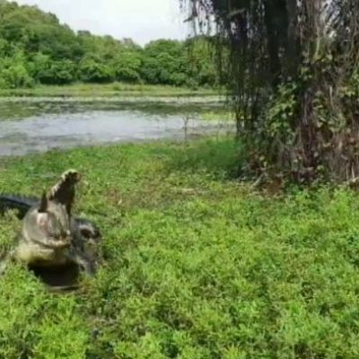 Crocodile steals massive barramundi from NT fisherman at the last possible second