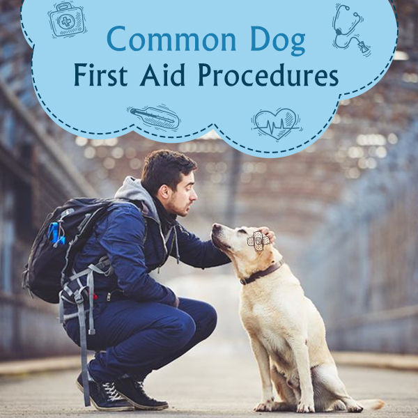 Common Dog First Aid Procedures