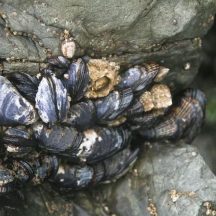 Ocean acidification causes changes in mussel shells