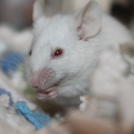 Bacteria that break down nicotine found in the guts of mice