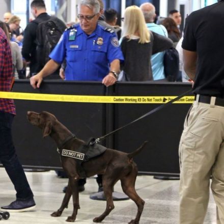 TSA to deploy more floppy-ear dogs because they're less scary than pointy-ear dogs