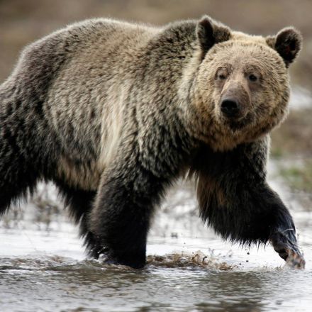 Yellowstone Grizzly Bear to Lose Endangered Species Protection