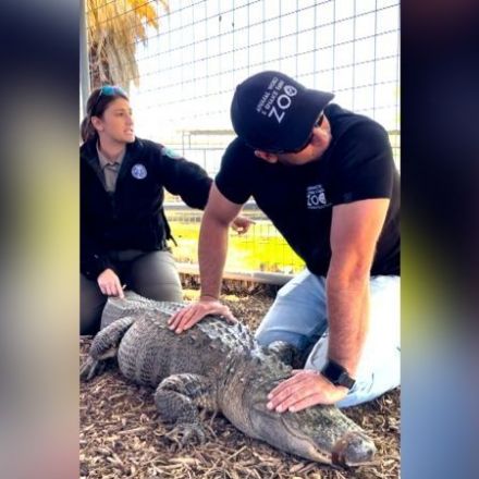 Alligator allegedly taken from Texas zoo as an egg or hatchling has been returned nearly 20 years later, officials say | CNN