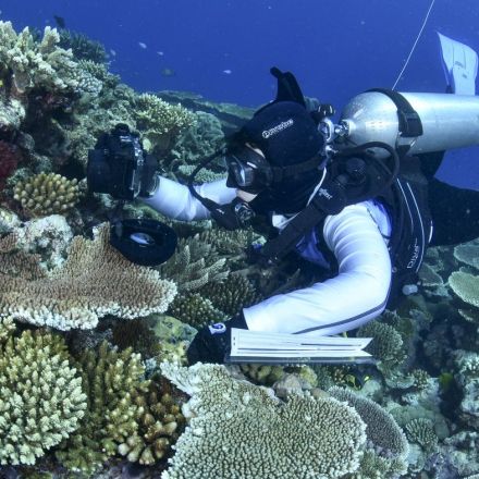 Australia says most Great Barrier Reef coral studied this year was bleached